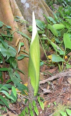 Amorphophallus hewittii