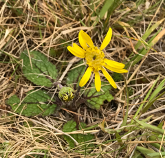 Brachyglottis bellidioides