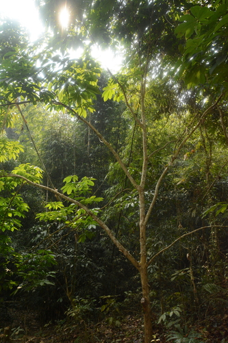 Aesculus assamica, photograph 4