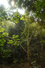 Aesculus assamica, photograph (c) Siddarth Machado, some rights reserved (CC BY)