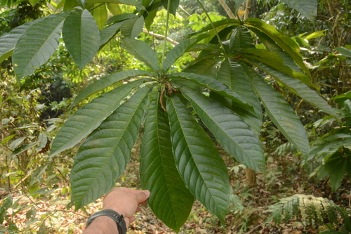 Aesculus assamica, photograph 3