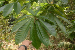 Aesculus assamica, photograph (c) Siddarth Machado, some rights reserved (CC BY)