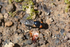 Chrysogaster