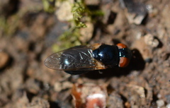 Chrysogaster