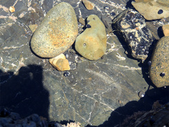 Parablennius laticlavius