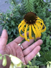Echinacea paradoxa