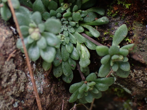 Monanthes brachycaulos