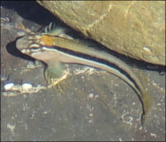 Parablennius laticlavius