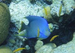 Holacanthus bermudensis
