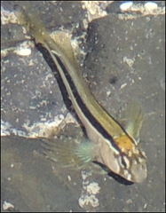 Parablennius laticlavius