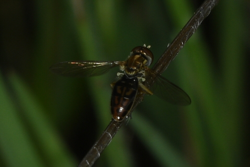 Unknown species found near Fair Oaks, CA, USA