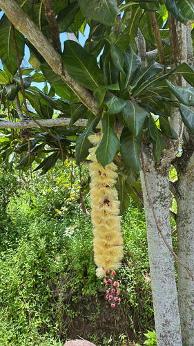 Barringtonia edulis observed 2026-02-22