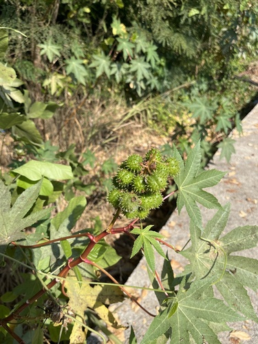 castor bean (Ricinus communis)
