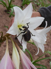 Brachycerus ornatus