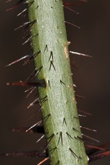 Smilax tamnoides