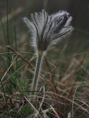 Pulsatilla montana