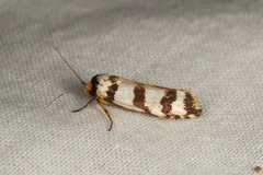 Cryptophasa insana
