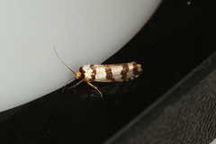 Cryptophasa insana