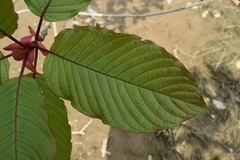 Mitragyna speciosa