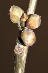 Lindera benzoin