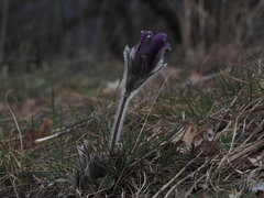 Pulsatilla montana
