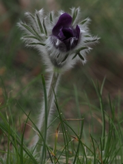 Pulsatilla montana