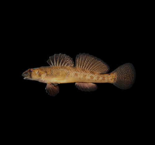 Northern Tessellated Darter