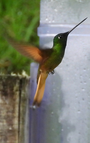 Violet-throated Starfrontlet (Coeligena violifer)