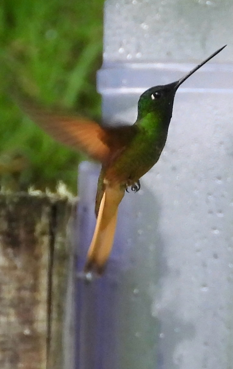 Violet-throated Starfrontlet (Coeligena violifer), photo 1