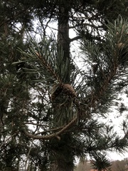 Pinus sylvestris