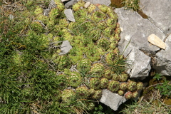 Sempervivum vicentei