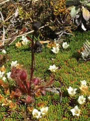 Drosera stenopetala