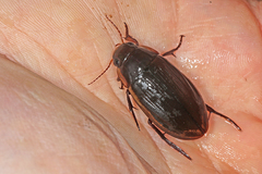 Dytiscus semisulcatus