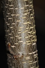 Prunus serotina