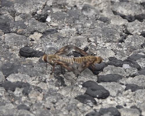 Unknown species found near San Patricio County, TX, USA