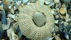 Evechinus