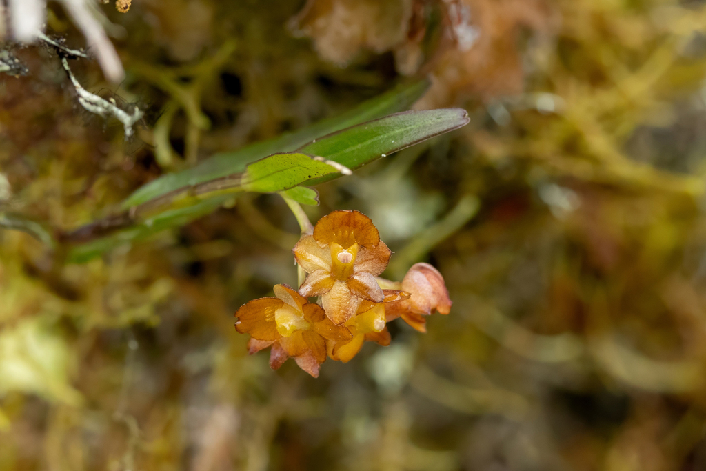 Epidendrum amaruense