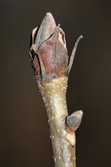 Carya ovata