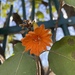 Cordia dodecandra - Photo (c) Daniel Alexander Carrillo Mtz, some rights reserved (CC BY)