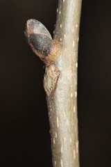 Carya ovata