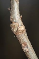 Carya ovata