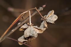 Euonymus atropurpureus