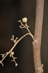 Toxicodendron radicans