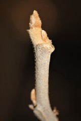 Toxicodendron radicans