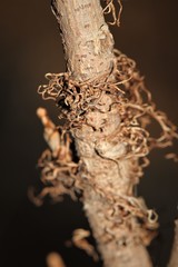 Toxicodendron radicans