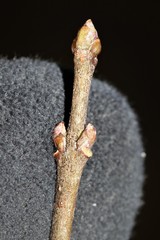 Euonymus atropurpureus