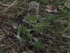 Pulsatilla montana
