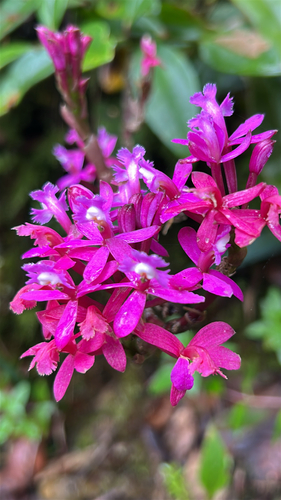 Lopsided Star Orchid (Epidendrum secundum)