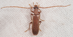 Sparedrus aspersus