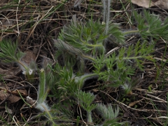 Pulsatilla montana